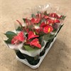 ANTHURIUM 12 CM ARISTO RED 1X10